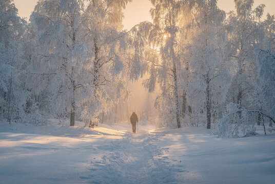 Person Walking on a Snowy Path in a Golden Winter Forest