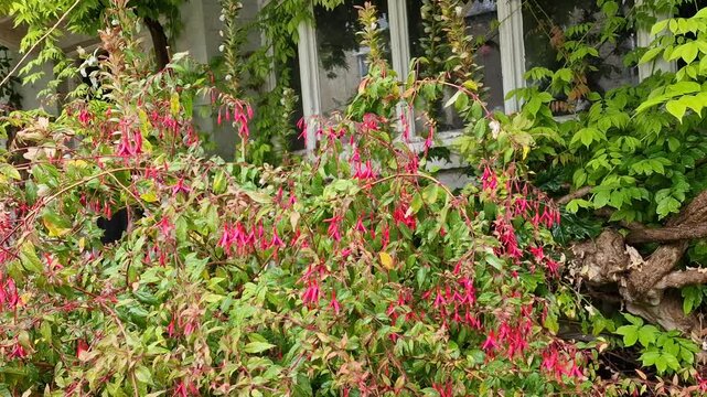 Red fuchsia flowers gently moving in the wind in Cambridge England