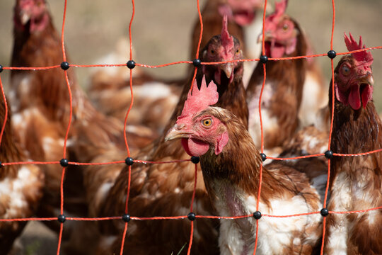 Chickens are raised in free-range conditions behind a fence. A chicken sticks its head through the mesh of the fence.