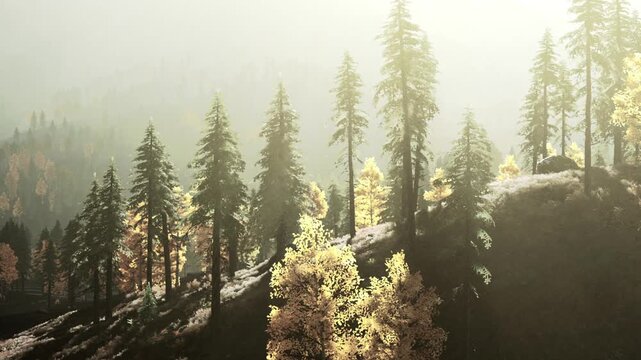 The scene shows tall pine trees with golden leaves under soft light. The forest appears dense and lush, capturing the essence of autumn in a serene setting.