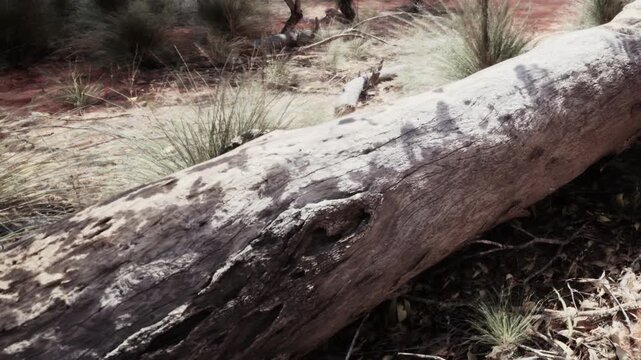 Visitors look at ancient rock art on a fallen tree in a remote Australian desert. The patterns tell stories of the areas history and past inhabitants.