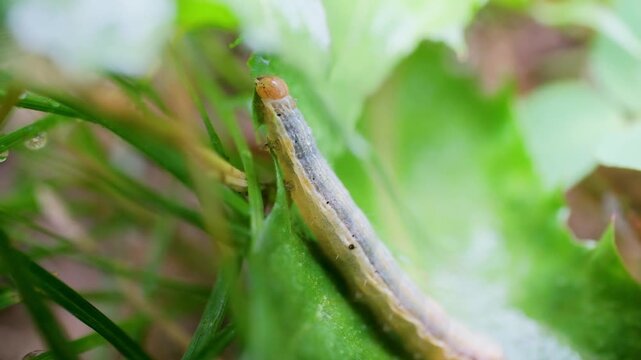 Small Caterpillar Climbing Green Leaf in Field Macro Video