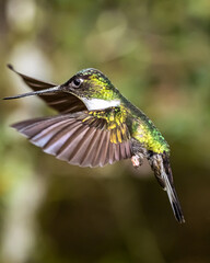 colibrí en vuelo © DanielFelipe