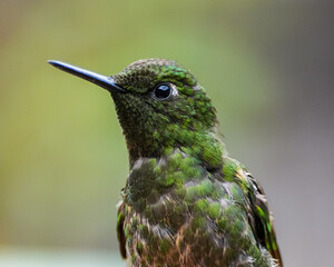 Retrato colibrí © DanielFelipe