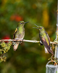 Colibrí peleando © DanielFelipe