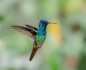 Naklejka premium Golden-tailed Sapphire (Chrysuronia oenone) hovering in air, Peru, Manu National Park