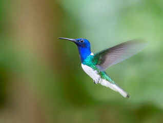 Naklejka premium Male White-necked Jacobin (Florisuga mellivora), hovering in air, Peru