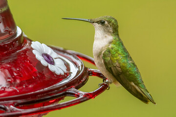 Naklejka premium hummingbird feeding on a flower