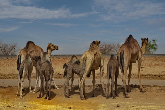 Central Africa. N'Djamena, Chad. A small herd of one‑humped African camels with small camel calves is grazing in a semi‑desert area where acacia grows.