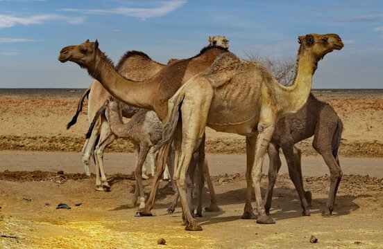 Central Africa. N'Djamena, Chad. A small herd of one‑humped African camels with small camel calves is grazing in a semi‑desert area where acacia grows.