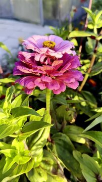 Vibrant pink flower  zinnia blooms amidst lush greenery in sunny garden