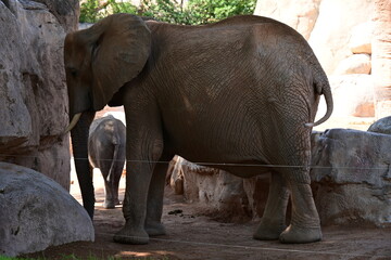 Fototapeta premium african elephant mother and calf in valencia zoo, african elephant mother walking with her calf at valencia in spain. family wildlife scene in a modern zoo focused on conservation, education and enda