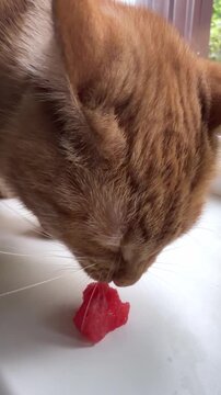 Ginger cat enjoying a refreshing slice of watermelon on a sunny day