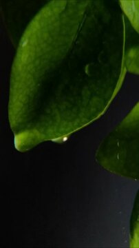 Rain drops resting on a prominently veined dark green broadleaf Vertical Video 24fps
