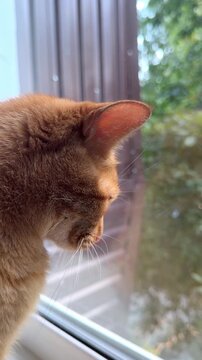 Alert ginger cat observing nature through window in serene indoor setting