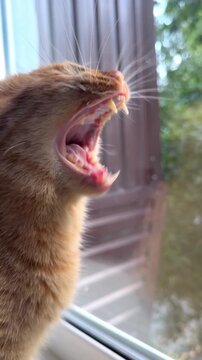 Curious orange tabby cat by window on a relaxing day