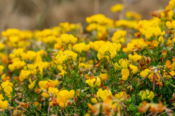 Fototapeta premium Yellow Blooms Of Bird's-Foot Trefoil Carpet The Ground In Redwood