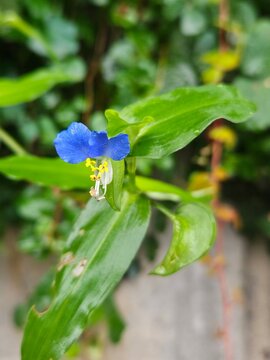 forget me not