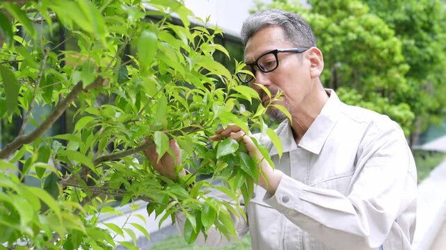 樹木のお手入れをする庭師