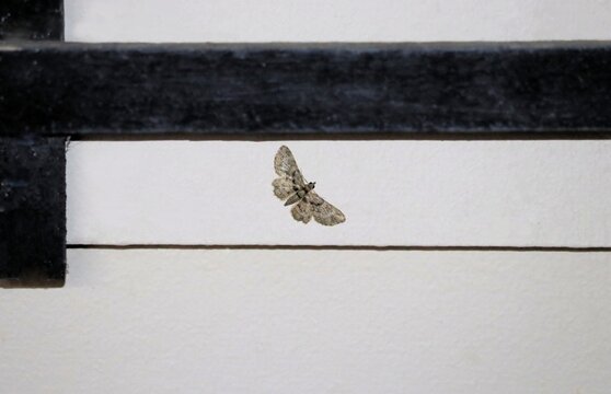 Denuded Pome Looper (Pasiphilodes testulata) at night, South Australia