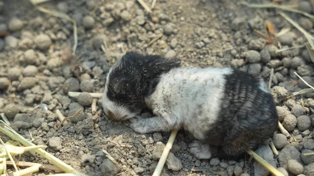 baby rabbit looks small on the ground in the middle of nature, little rabbit spends most of its time sleeping and resting so that it can grow strong and healthy.