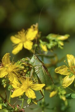 Tettigonia cantans, Upland green bush cricket, chirping hayhorse, chirping scare, ensifera, grasshopper, grasshoppers, high size, portrait format, insects, long-feeler scare