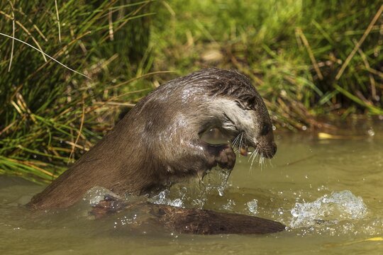 An otter rises energetically from the water, European otter (Lutra lutra), Germany