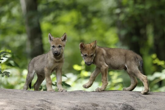 European gray wolf (Canis lupus) pups playing, captive