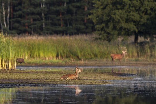 While in the foreground a red deer is wallowing, in the background a wild boar (Sus scrofa) approaches a red deer (Cervus elaphus) standing on the bank of a pond, encounter, rutting season, deer rut, September, Germany