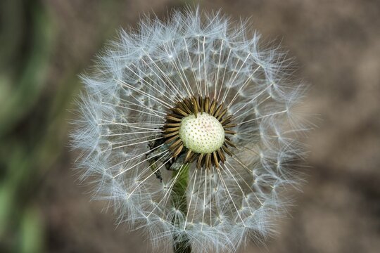 Dandelion (Taraxacum), dandelion flower, past its best, seed head, Germany