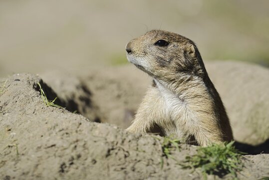 Black-tailed prairie dog (Cynomys ludovicianus) at the burrow, captive, occurrence in North America