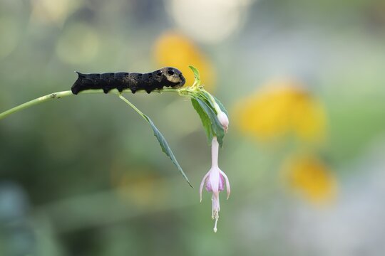 Elephant hawkmoth (Deilephila elpenor) adult moth insect caterpillar or larva on a garden Fuchsia plant leaf in summer, England, United Kingdom