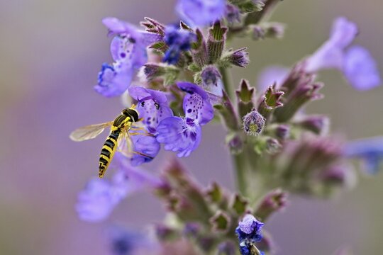 Common long-bellied hoverfly (Sphaerophoria scripta), on a catmint (Nepeta x faassenii) flower, Meienberg, Canton of Aargau, Switzerland