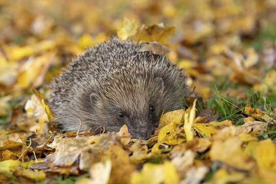 European hedgehog (Erinaceus europaeus) adult animal walking on fallen autumn leaves in a garden, England, United Kingdom