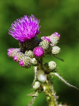 Marsh thistle (Cirsium palustre), Jenner, Berchtesgaden National Park, Sch&ouml;nau am K&ouml;nigssee, Berchtesgadener Land, Upper Bavaria, Bavaria, Germany