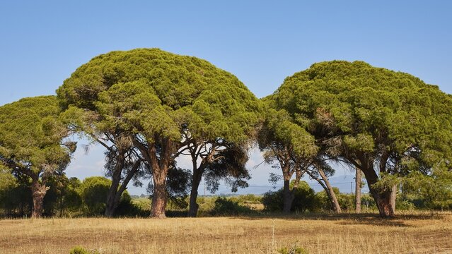 Two large trees in a dry field with clear blue sky, Strofilia biotope, wetlands, Kalogria, Peloponnese, Greece