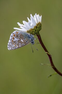 Adonis blue, sky blue blue, Lysandra bellargus, polyommatus bellargus, blue, butterfly, high size, portrait format, insects, butterflies, butterflies, butterflies
