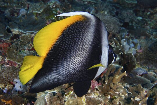 A colourful fish with yellow and black patterns, Malayan Horned bannerfish (Heniochus singularius), swimming over a coral reef, dive site Toyapakeh, Nusa Ceningan, Nusa Penida, Bali, Indonesia