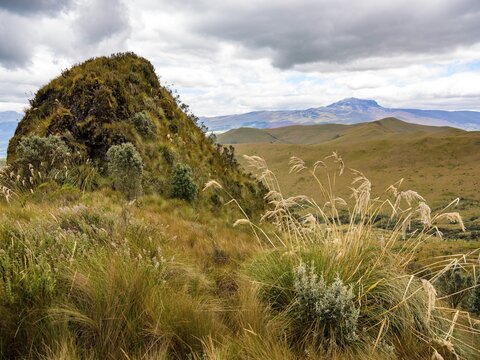 Paramo landscape on the Pasochoa, Pichincha province, Ecuador