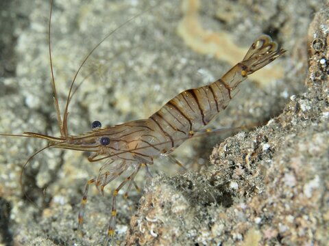 Detailed photo of a saw shrimp, large rock shrimp (Palaemon serratus), camouflaging itself on the seabed, dive site Les Grottes, Giens peninsula, Provence Alpes C&ocirc;te d'Azur, France