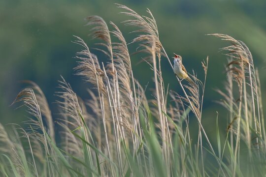 Reed Warbler (Acocephalus arundinaceus), perched in the reeds and singing, G&uuml;ssinger Ponds, G&uuml;ssing, Burgenland, Austria
