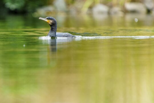 Cormorant floating calmly in green water, cormorant, (Phalacrocorax carbo), wildlife, Germany