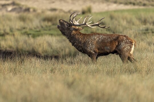 Red deer (Cervus elaphus), deer roaring during the rut