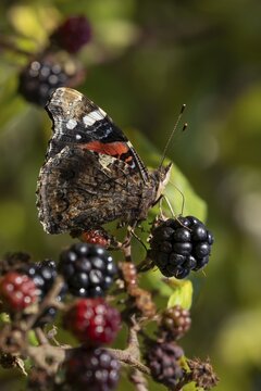 Red admiral butterfly (Vanessa atalanta) adult insect feeding on blackberries fruit in summer, England, United Kingdom
