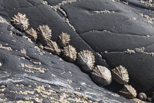 Sea snails (Patella coerulea) in the surf zone, Atlantic, Portugal, Europe