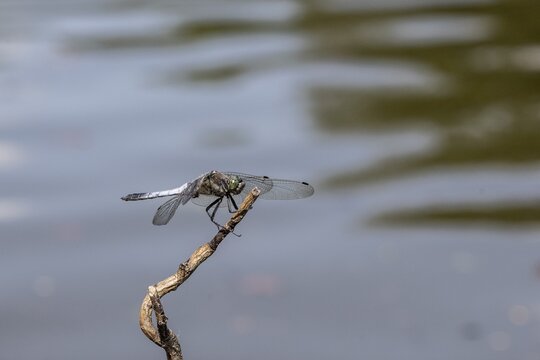 Black-tailed Skimmer (Orthetrum cancellatum), Emsland, Lower Saxony, Germany