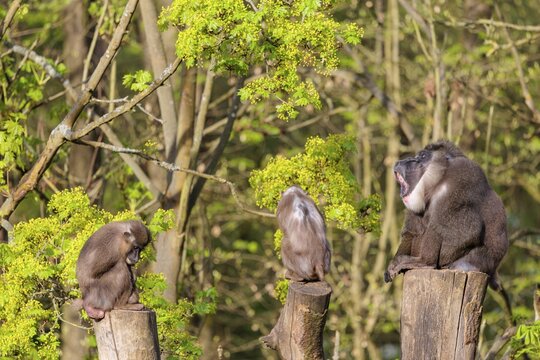 Three Drills (Mandrillus leucophaeus), a male and two females, sit high up on the three stumps of a cut tree and enjoy the early sunlight. A green forest can be seen in the background