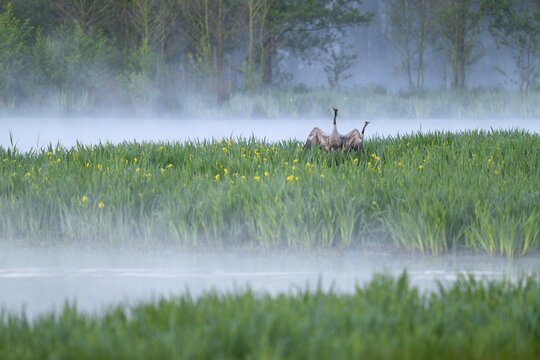 Crane (Grus grus), cranes courting in a wetland, wet meadow with swamp iris (Iris pseudacorus), blooming, morning fog, clouds of fog, Lower Saxony, Germany