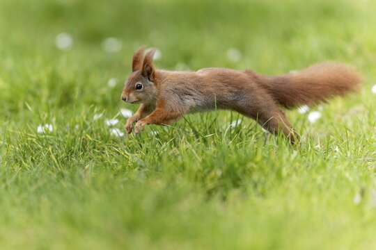 Eurasian red squirrel (Sciurus vulgaris) jumping in a meadow, wildlife, Germany