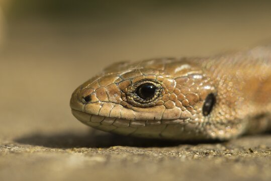 Common lizard (Zootoca vivipara) adult reptile resting on a wooden sleeper, England, United Kingdom